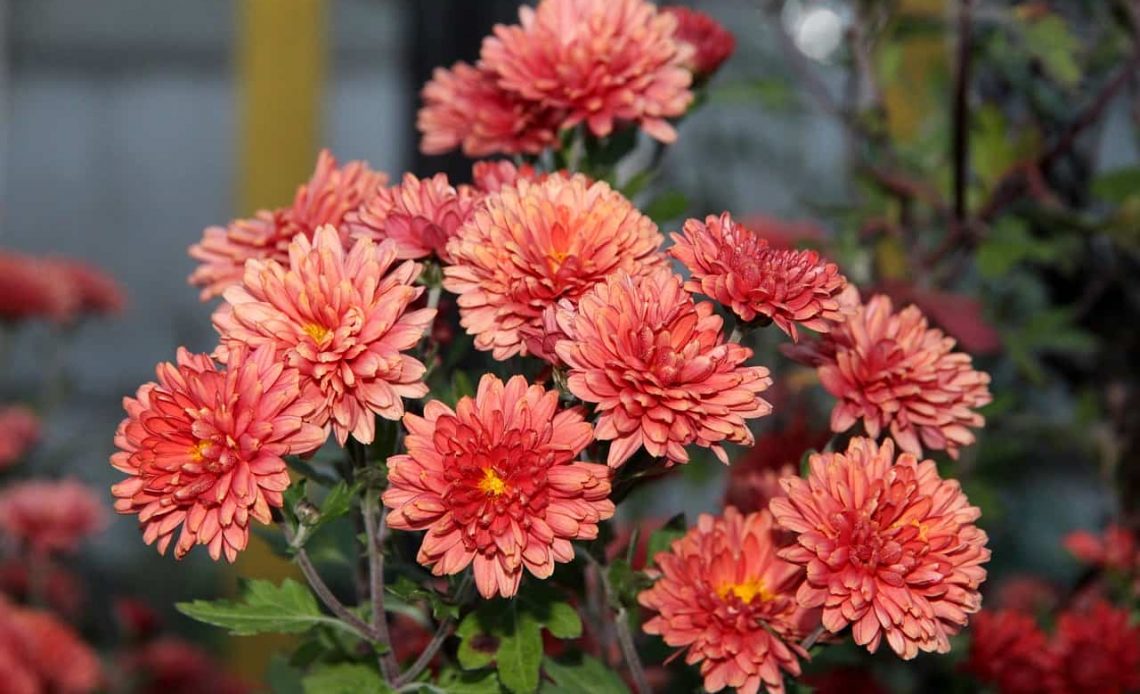 Will Chrysanthemums Come Back
