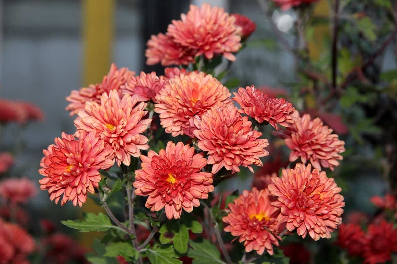 Will Chrysanthemums Come Back?