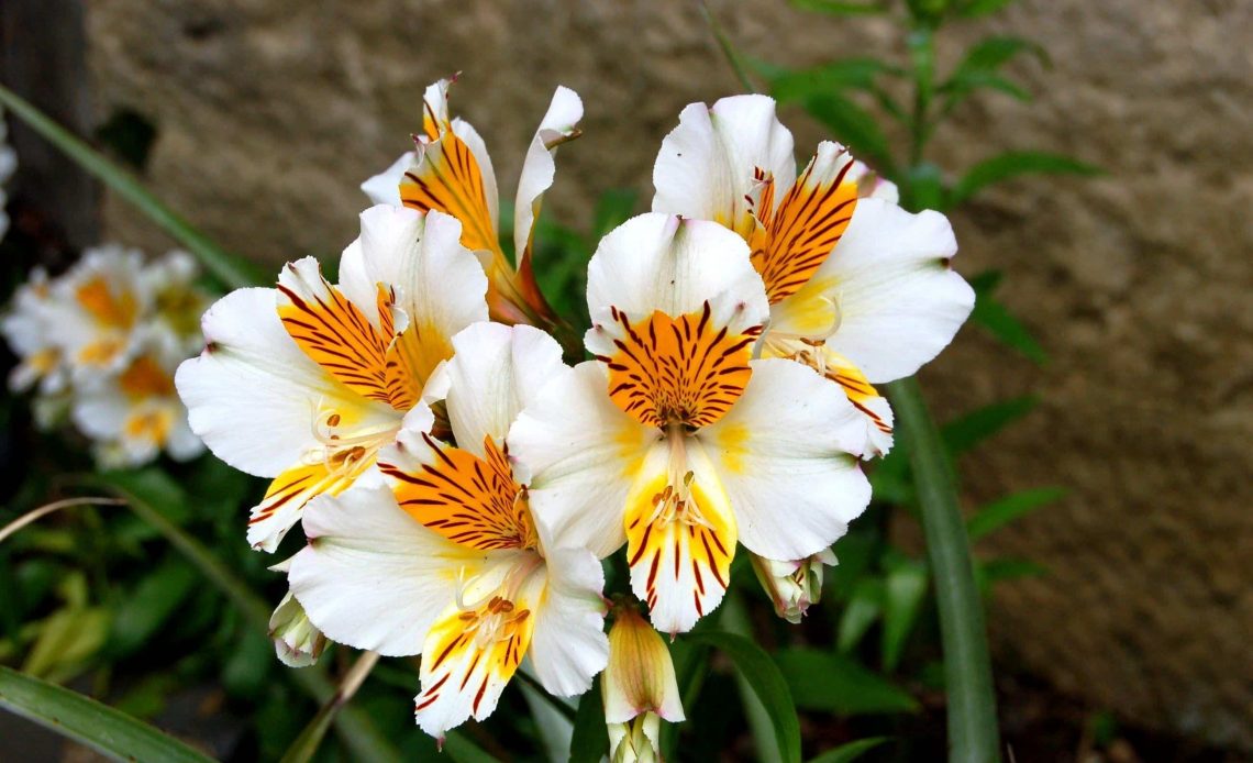 alstroemeria peruvian lily