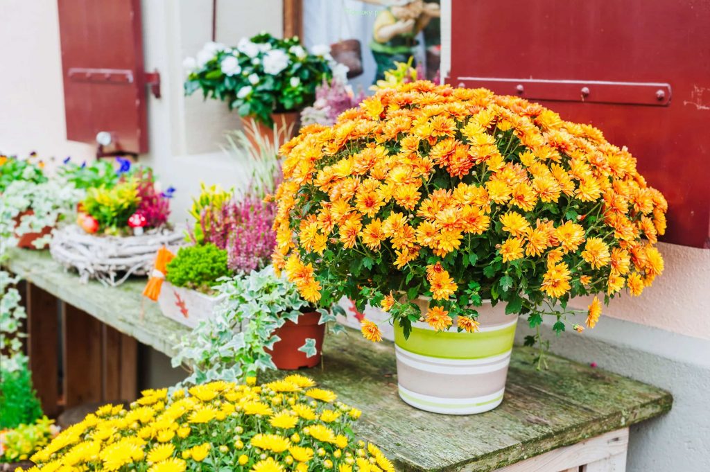 how often to water chrysanthemums in pots