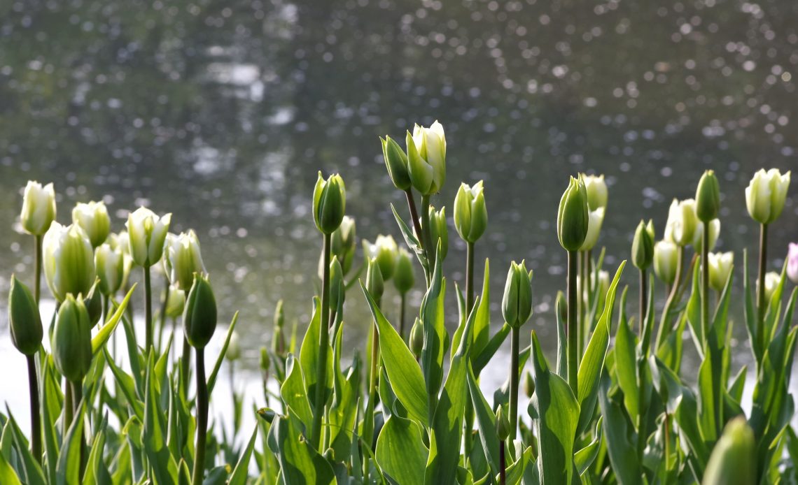green tulips meaning
