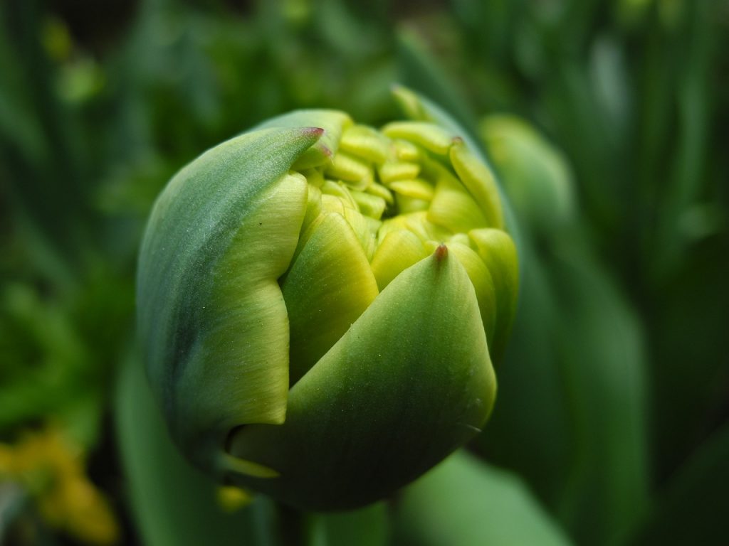 green tulips have a meaning
