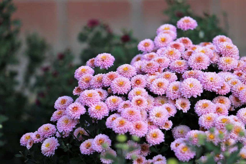 Chrysanthemums Come Back
