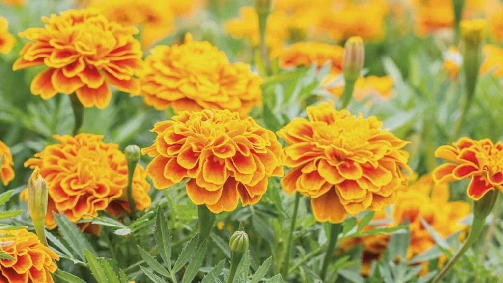 marigolds flower coming  back ever year