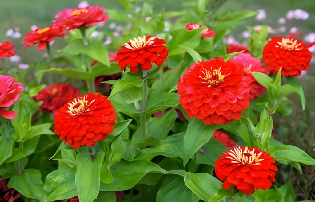 red zinnia meaning