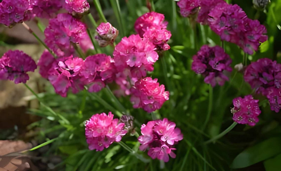 Armeria Flower Meaning