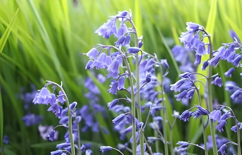 bluebell meaning