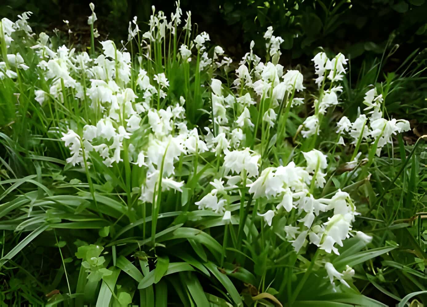 Bluebell Flower Meaning and Symbolism allwaysflower