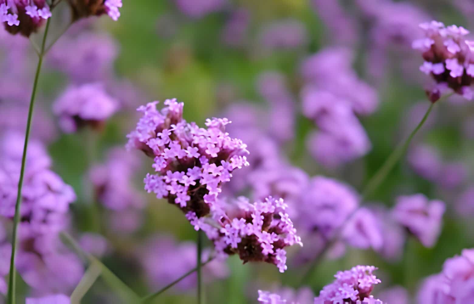 14 Beautiful Flowers That Represent Healing allwaysflower