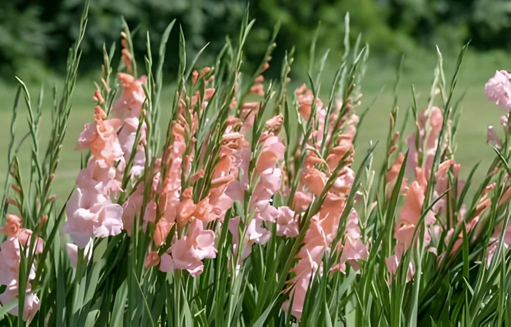 meaning of gladiolus flower 