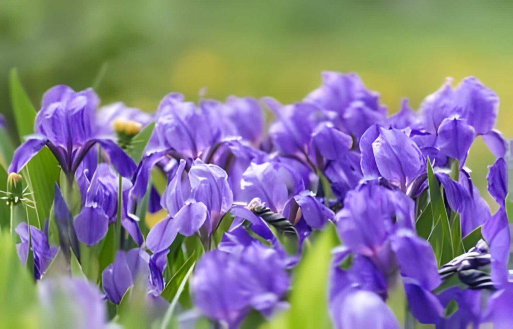 iris flower symbol