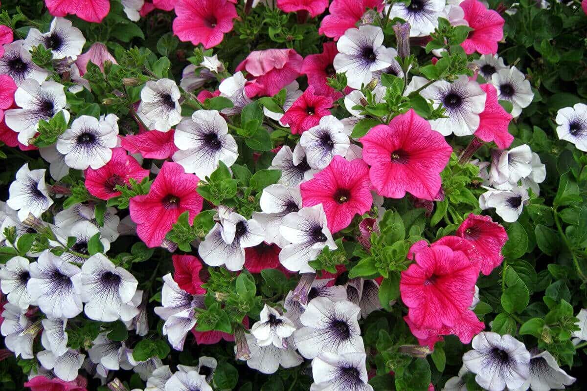 4 Tips to Keep Petunias Blooming All Summer