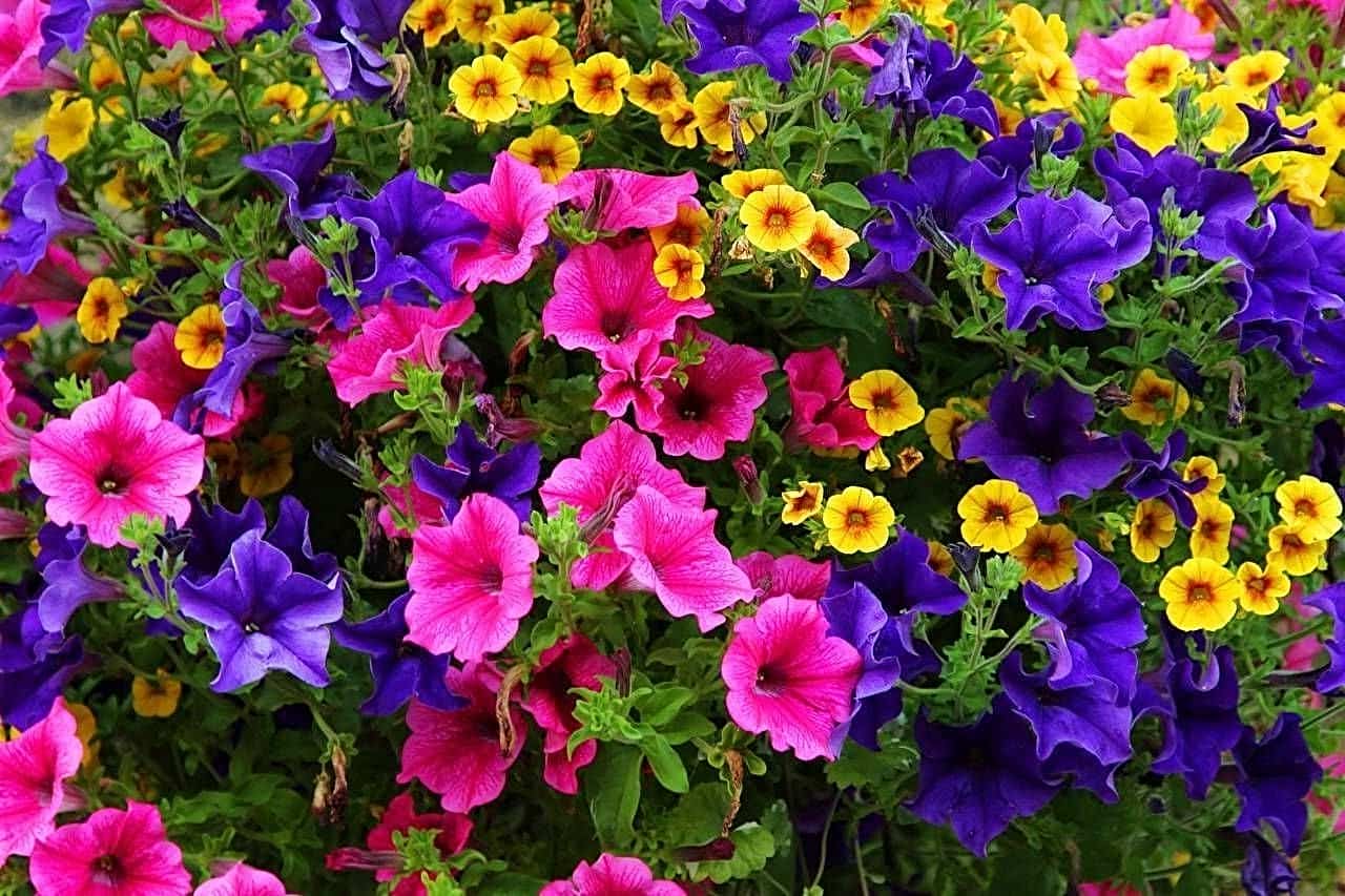 4 Tips to Keep Petunias Blooming All Summer