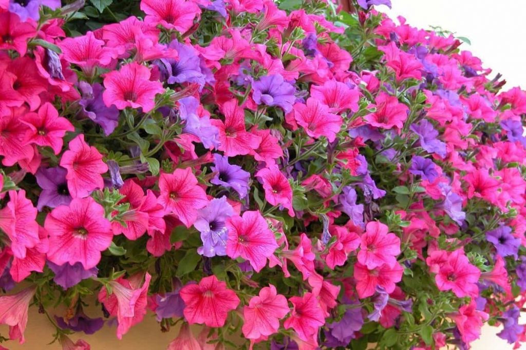Petunia Flower meaning