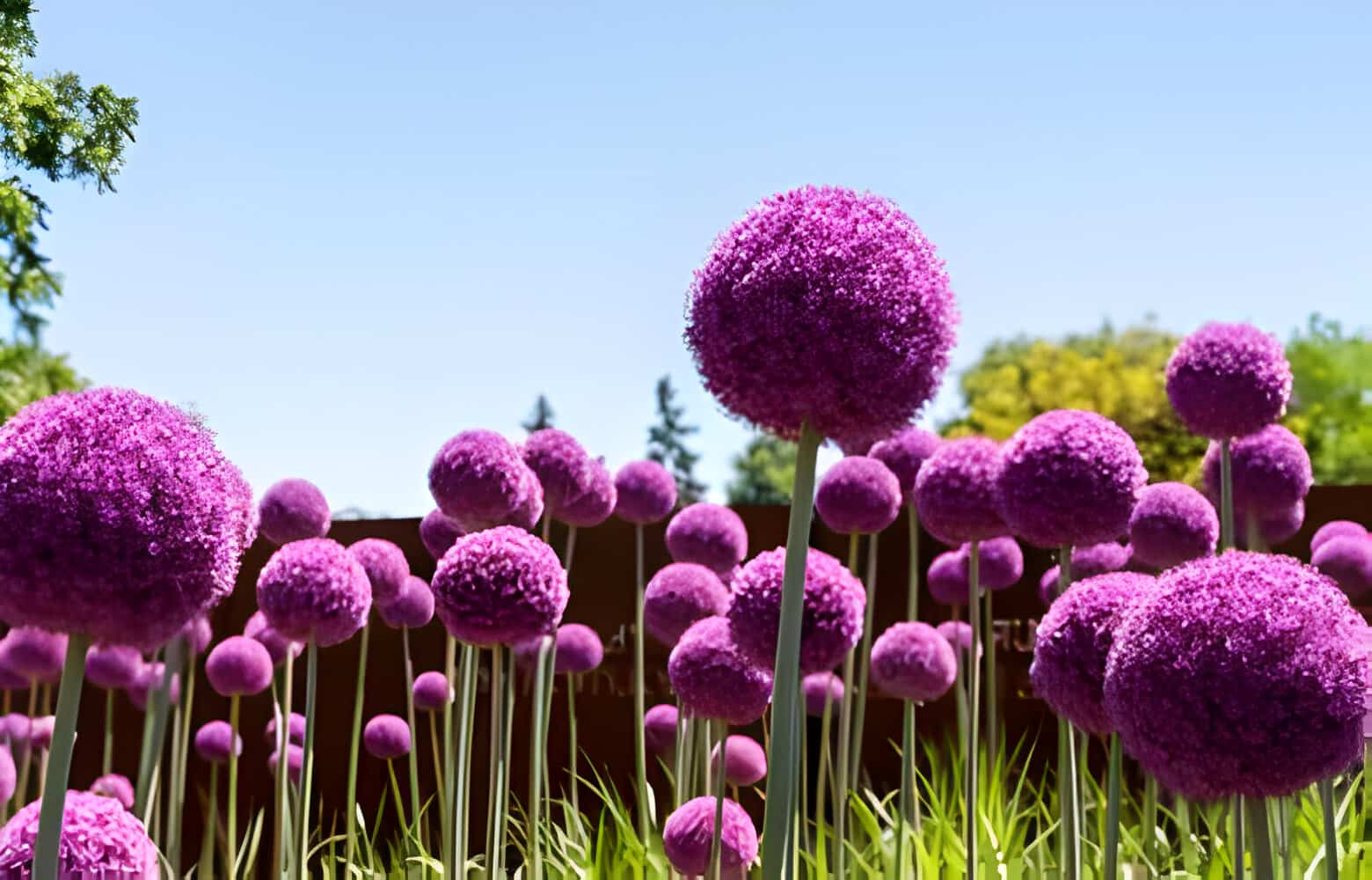 Allium Flower Meaning & Symbolism