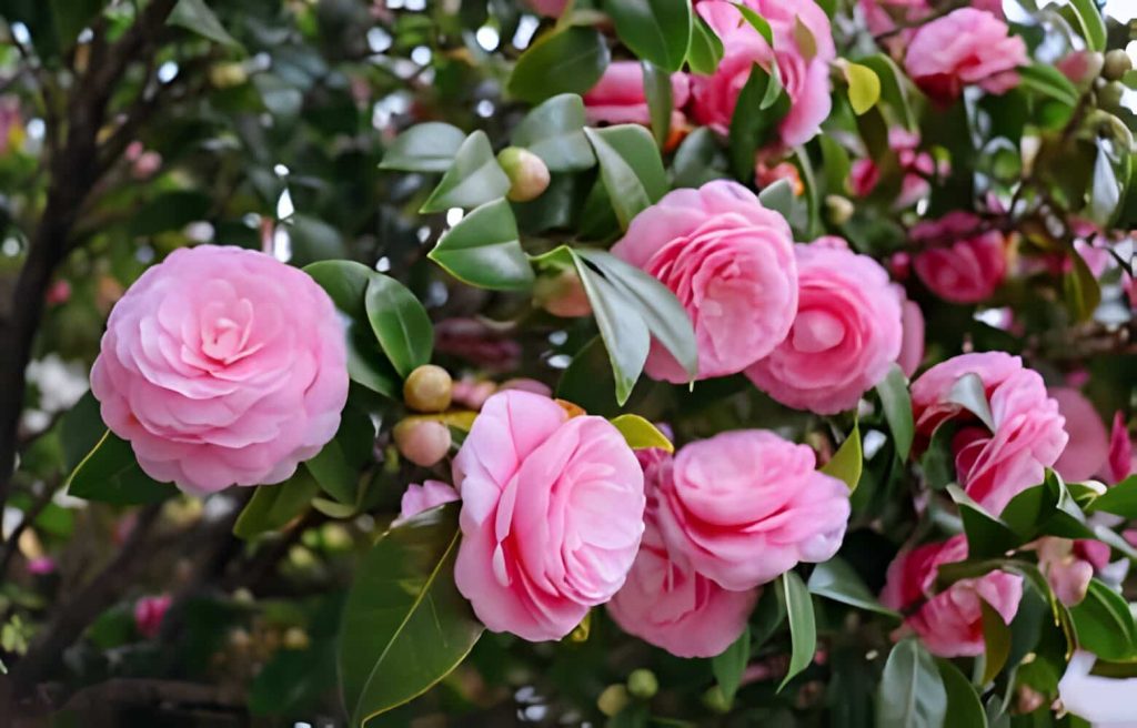 camellia flower symbolize