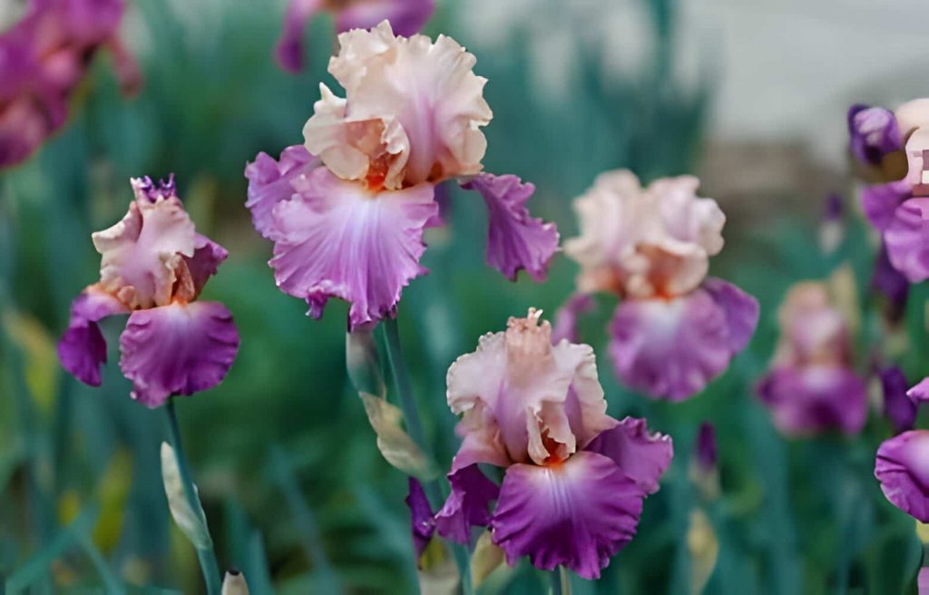 meaning iris flower
