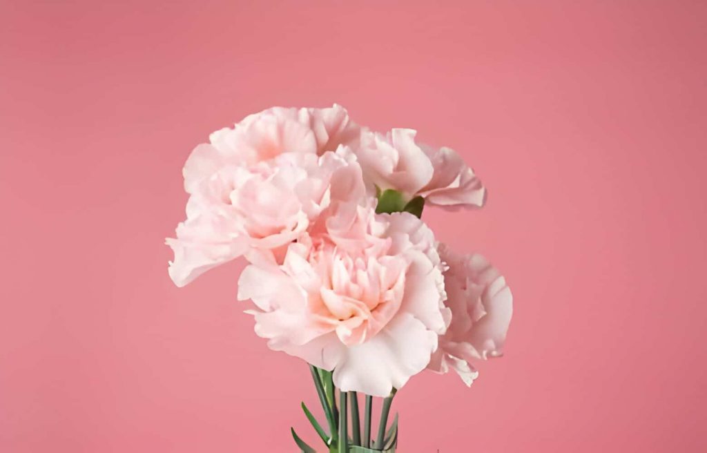 Carnation Flower Meaning 