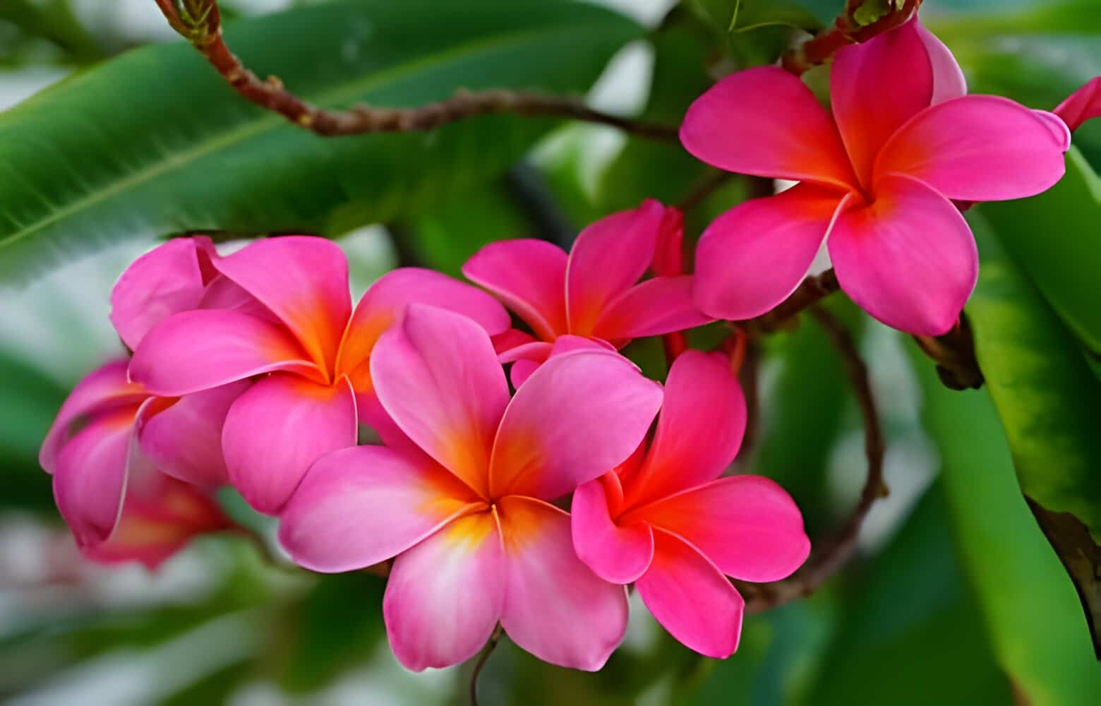 The Symbolism of Plumeria: Frangipani Flower Meanings | allwaysflower