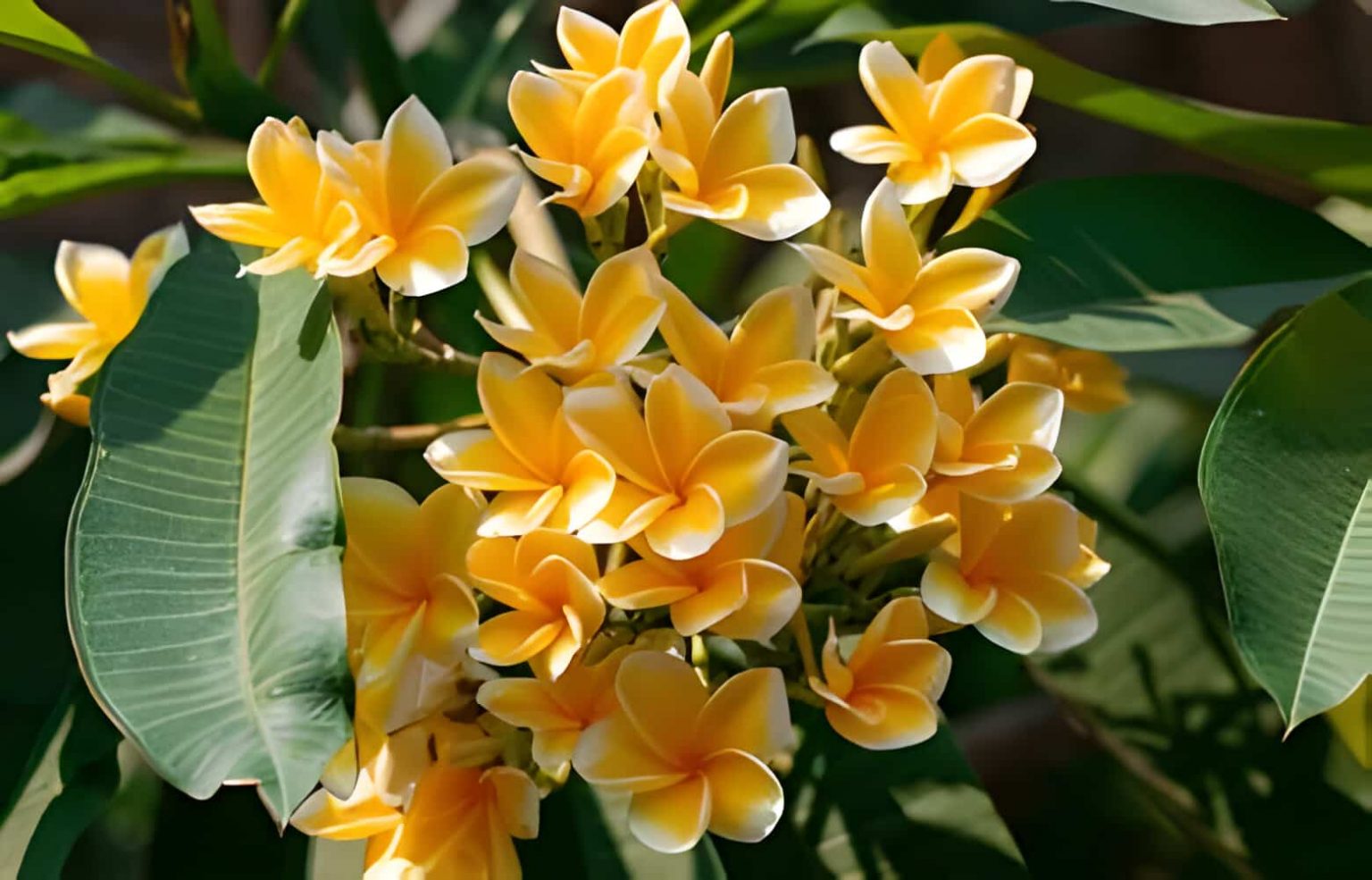 The Symbolism of Plumeria Frangipani Flower Meanings allwaysflower