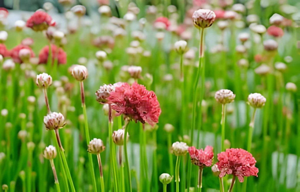 Armeria, Sea Thrift Flower Meaning