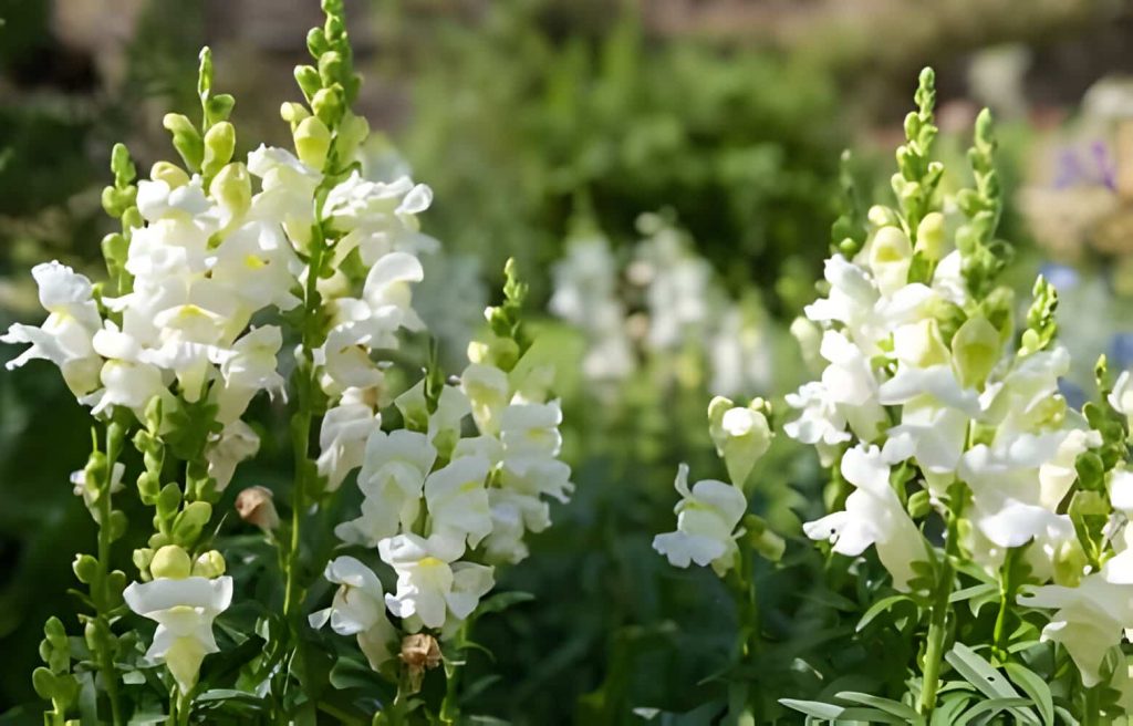Meaning of Snapdragon Flower