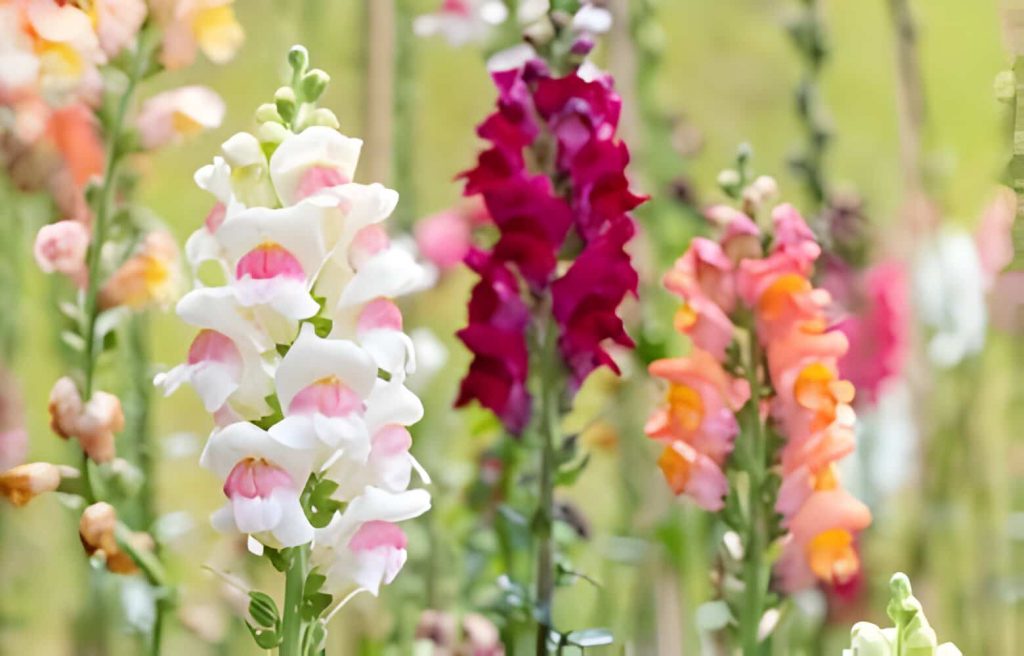Snapdragons have a meaning