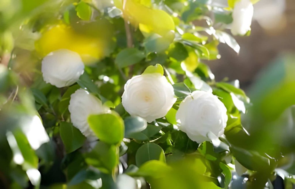 white camellia flower meaning