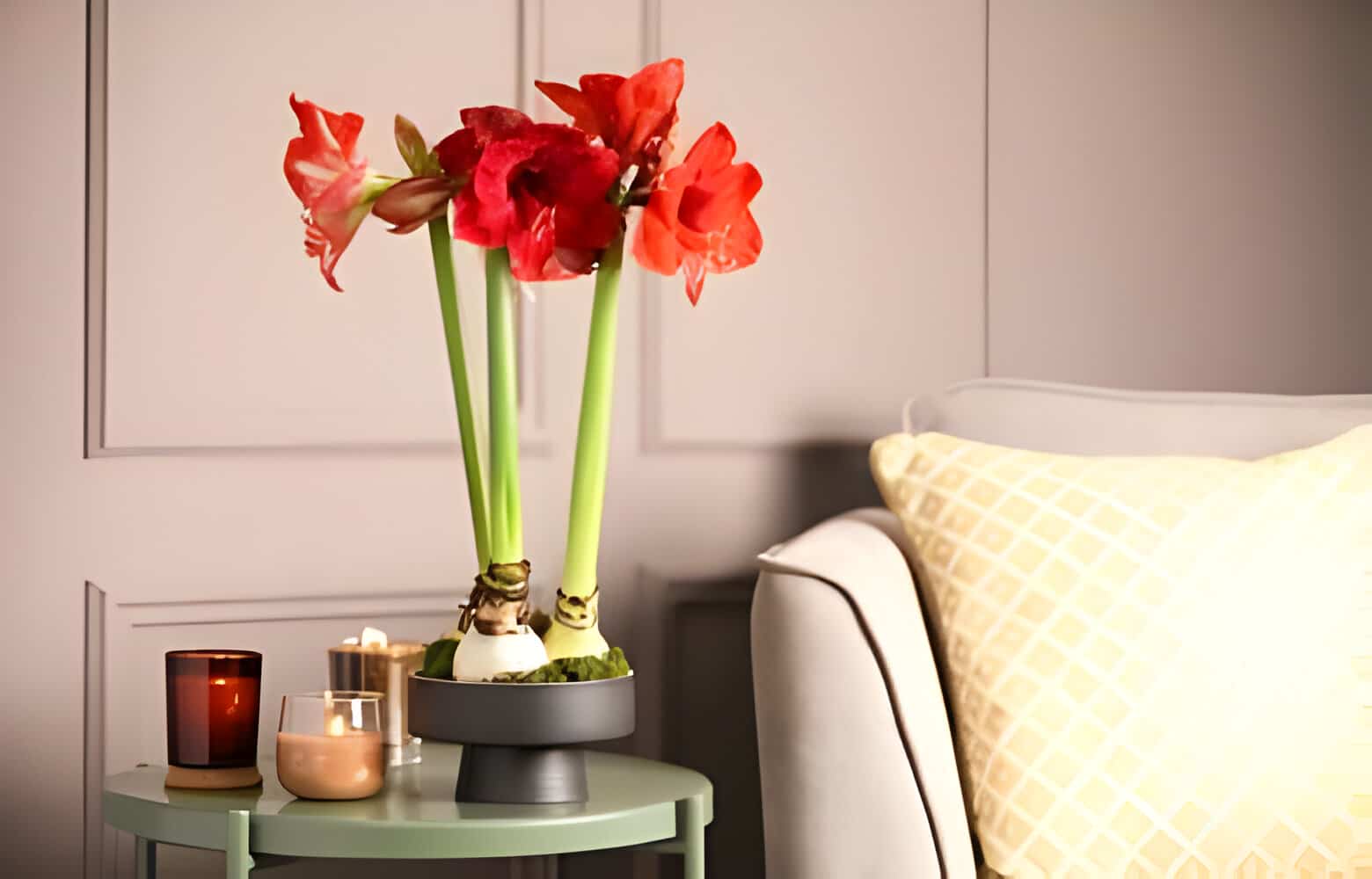 Amaryllis Flower Meaning & Symbolism allwaysflower