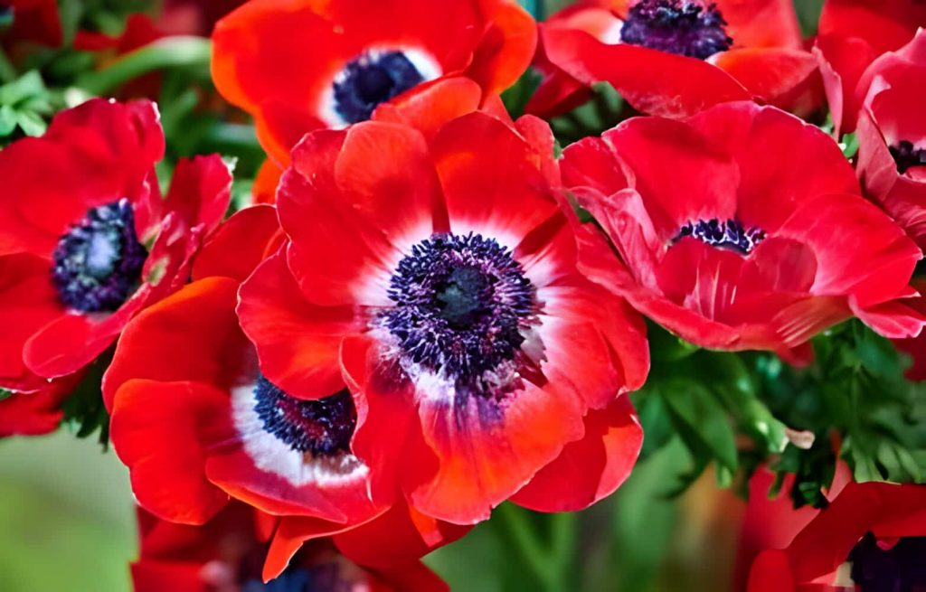 Meaning of Anemone Flowers