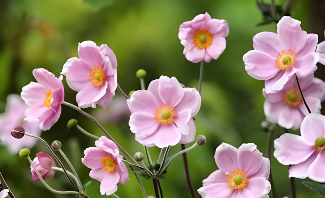 anemone flower meanings