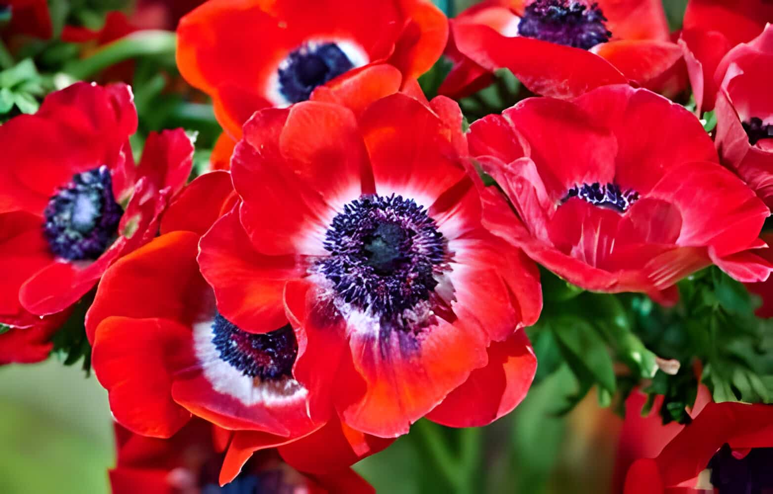 anemone flower meaning