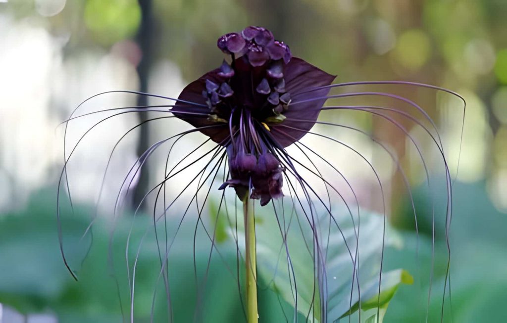 the most rare flower on earth
