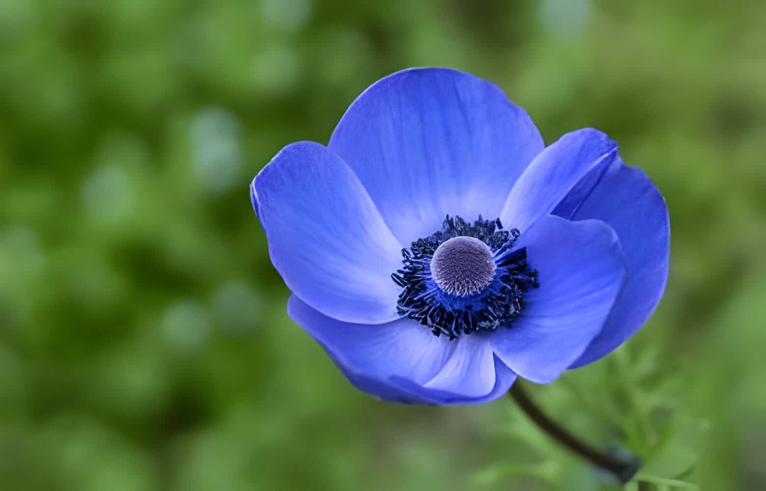 The Meaning of Blue Flowers & Types by Season
