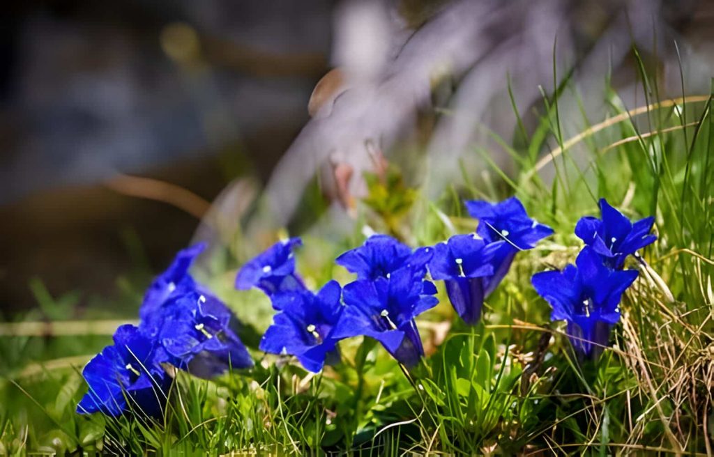Blue flowers meanings