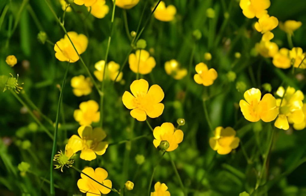 Buttercup Flower Meaning