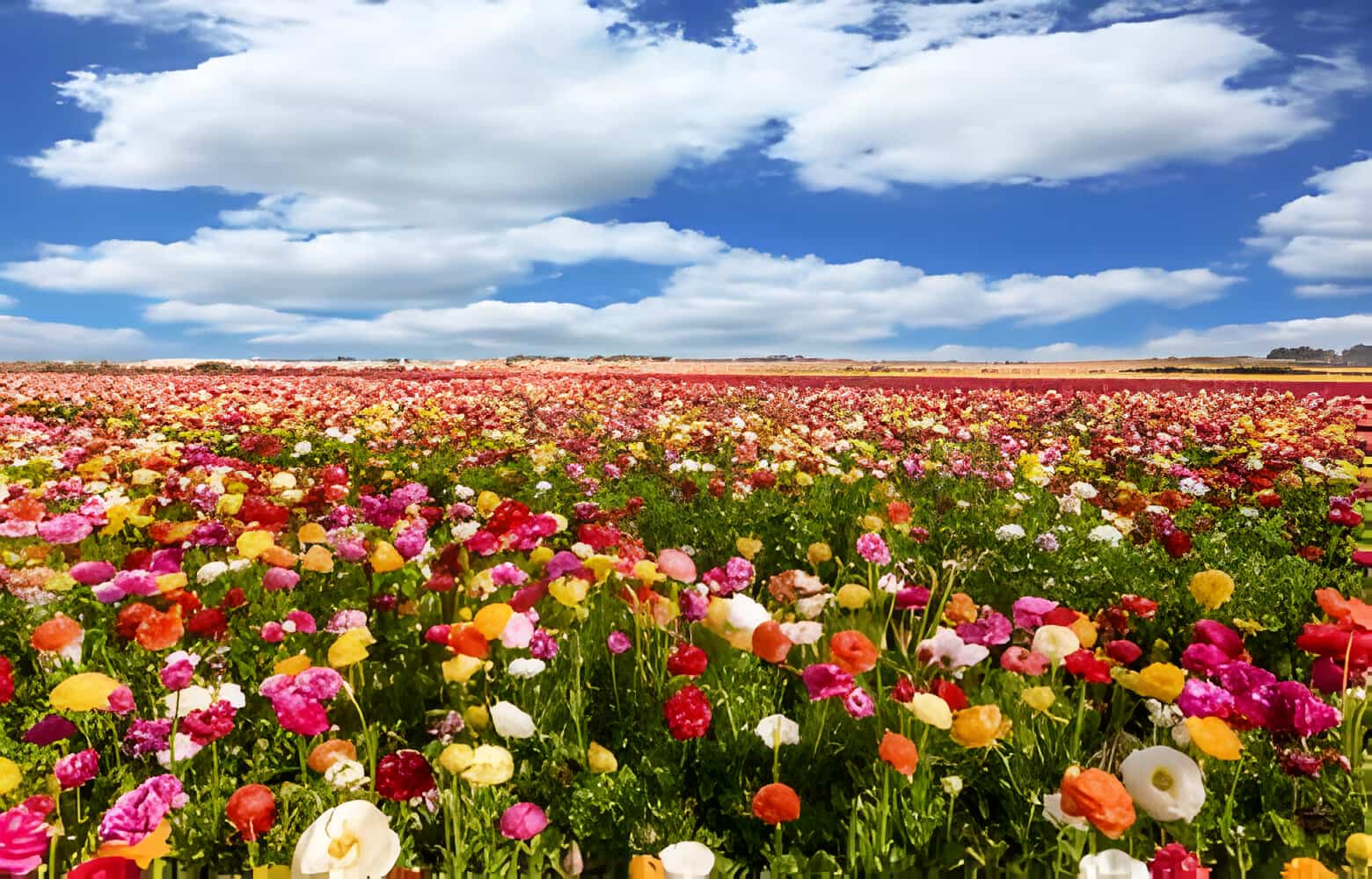 Buttercup Flower Meaning Ranunculus Flowers allwaysflower