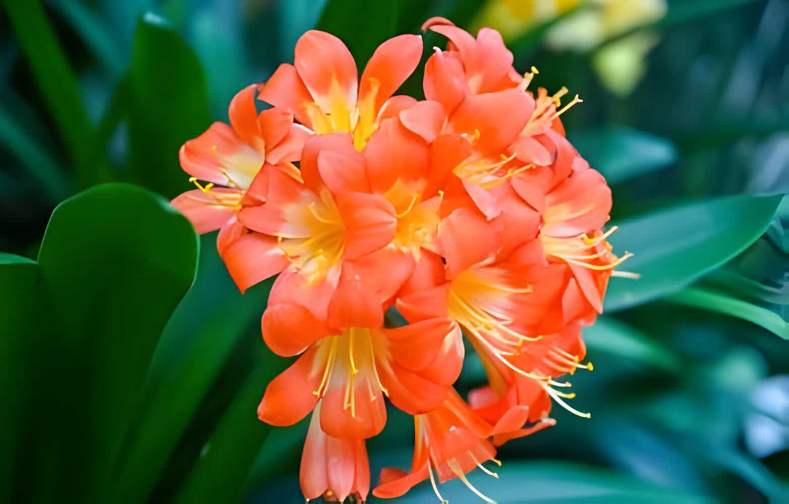 Clivia pests and diseases and the treatments