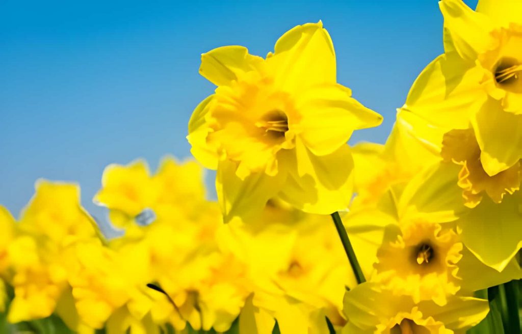 What do yellow flowers symbolize?
