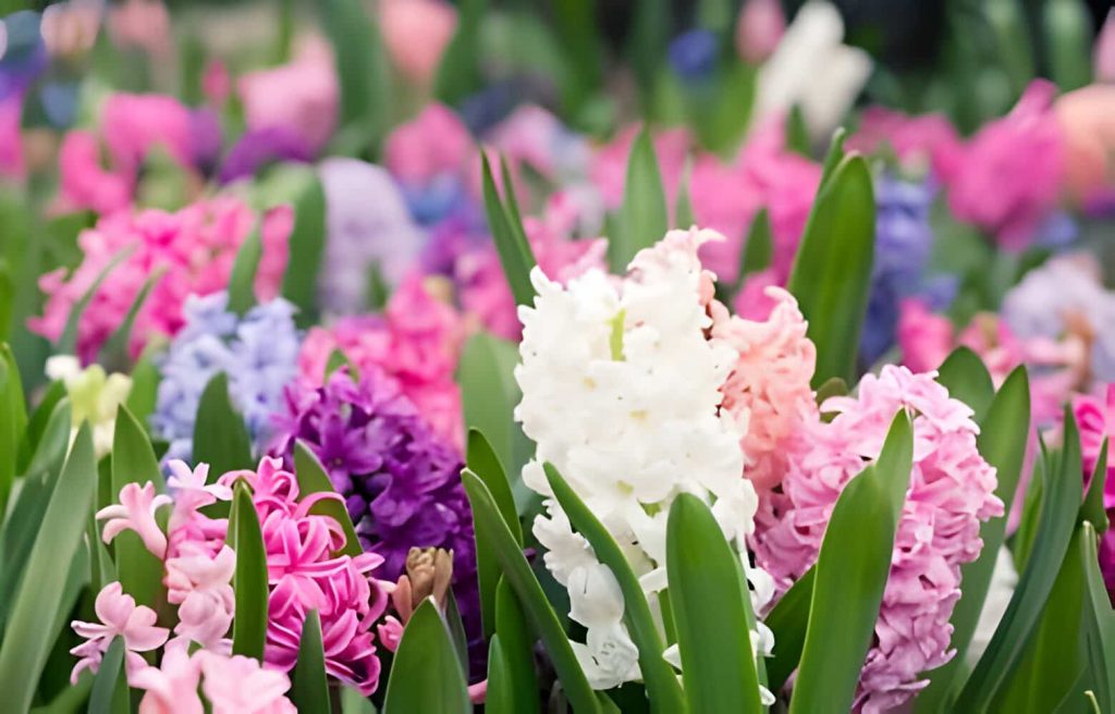 Hyacinth Flower Meaning and Symbolism
