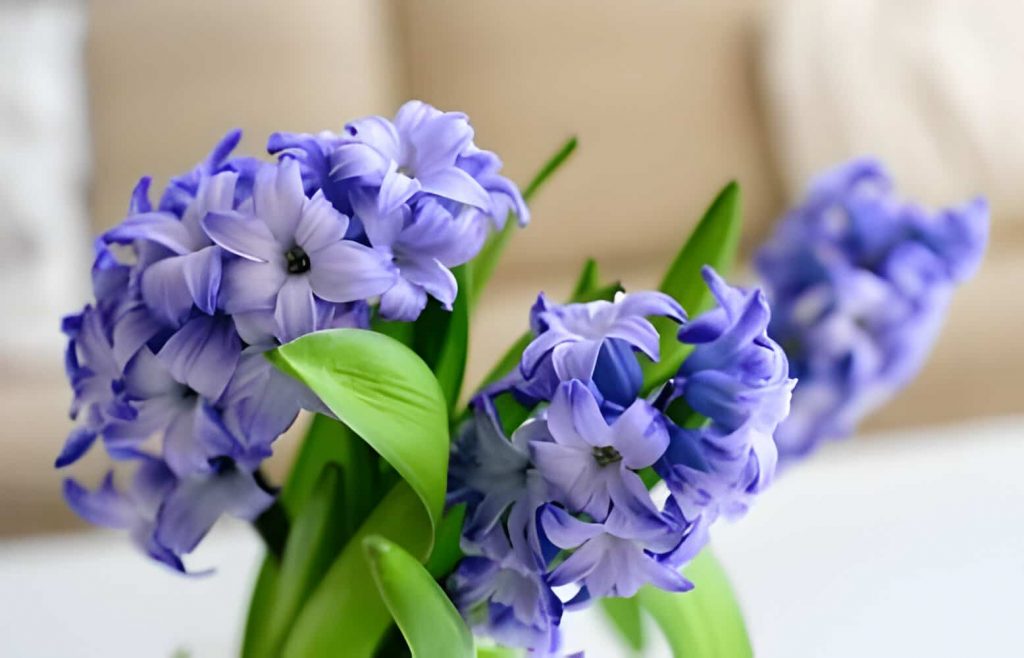 Hyacinth Meaning