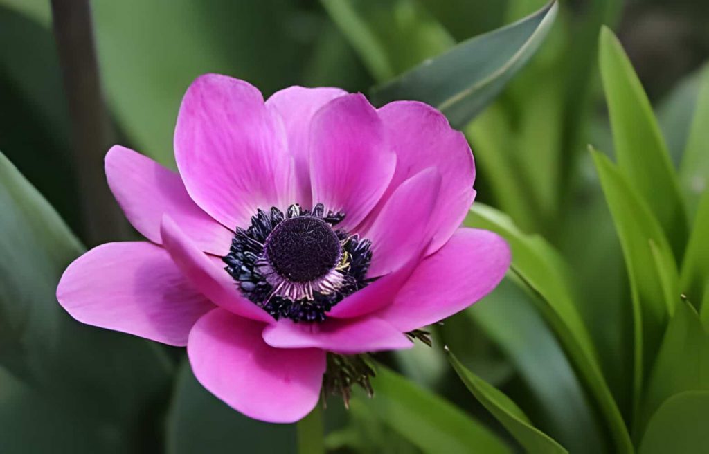 anemone flower meaning