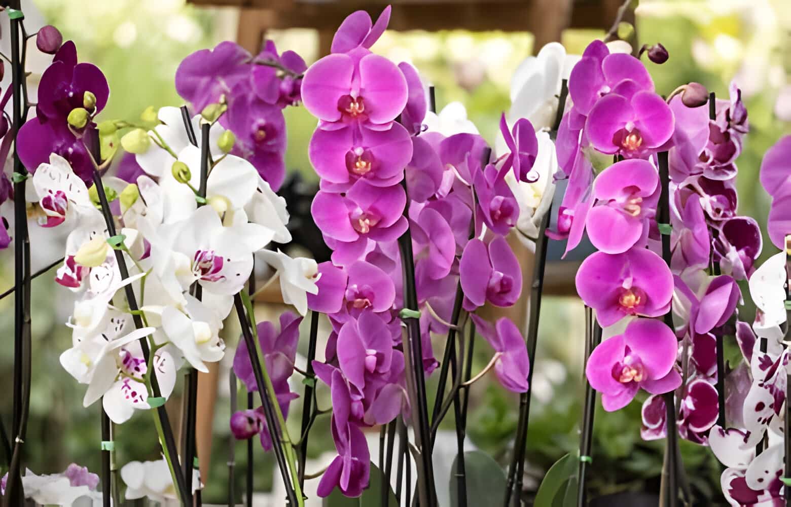 The 15 Most Expensive Flowers In The World In 2024 Allwaysflower The 15 Most Expensive Flowers In The World In 2024 Allwaysflower