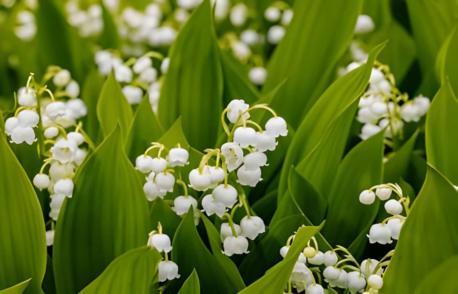 The 15 Most Expensive Flowers In The World In 2024 Allwaysflower The 15 Most Expensive Flowers In The World In 2024 Allwaysflower