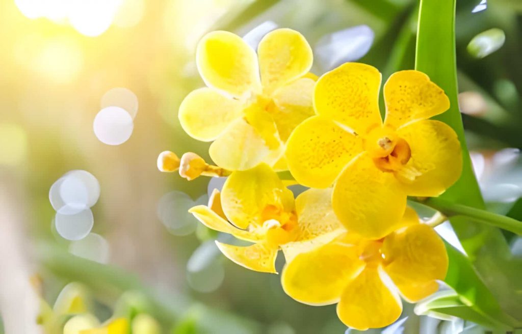 Yellow orchids mean