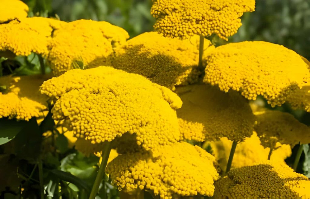 yellow flowers symbolize
