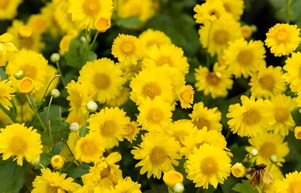 meaning of yellow flowers