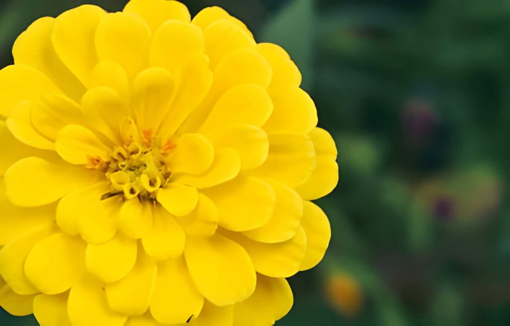 yellow flower represents
