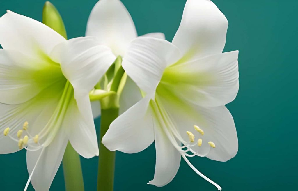 amaryllis meaning flower