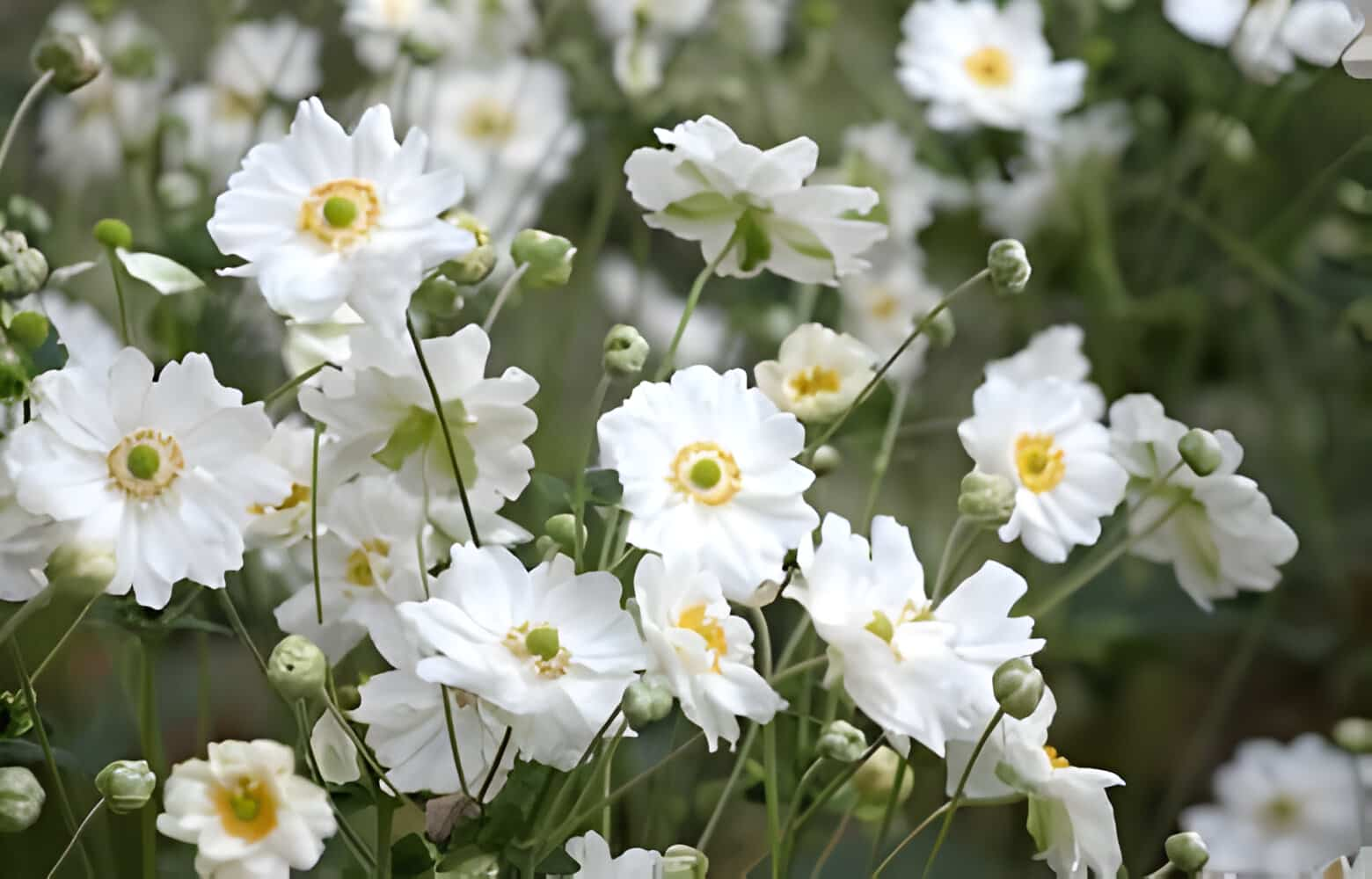 Anemone Flower Meaning and Symbolism | allwaysflower